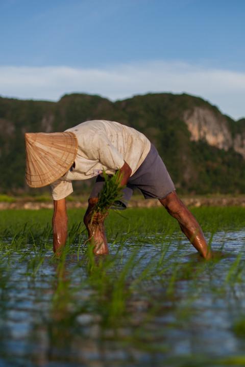 smallholder farms - farmer plants rice in field in indonesia