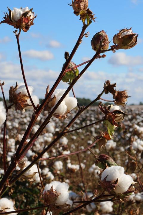 Sustainable Cotton