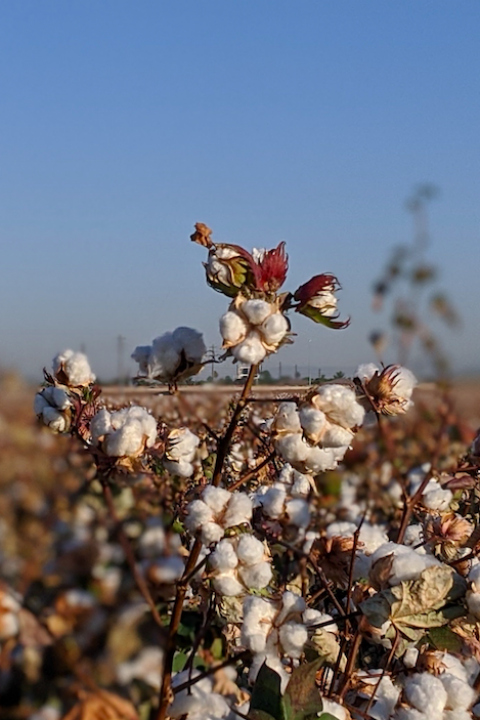 Sustainable Cotton