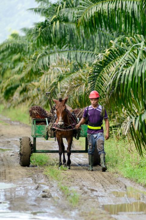 sustainable palm oil - palm oil farm - palm oil farmer