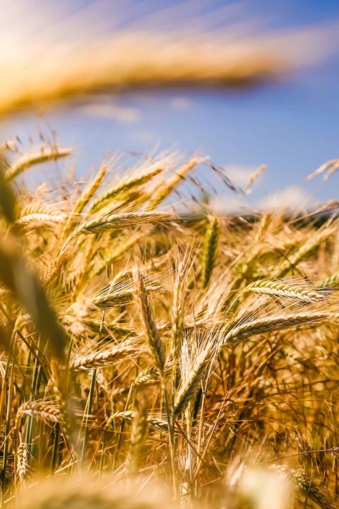 wheat growing on farm - farmers - sustainability