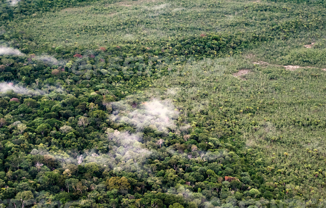 A-conservation-area-in-Amazonas-state-Brazil-that-Greenpeace-says-is-under-threat.png