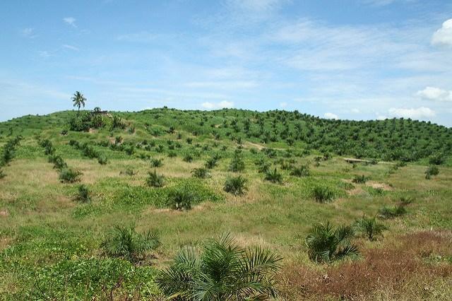 A-palm-oil-plantation-in-Sabah-Malaysian-Borneo.jpg