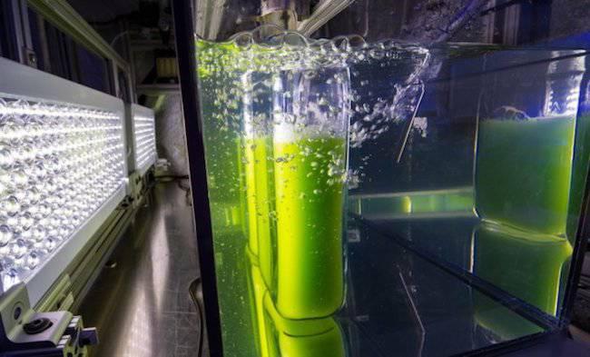 Algae-biofuel-renewables-bioeconomy.jpg