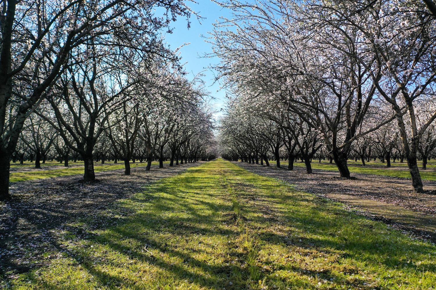 Rows of almond trees growing on the Kind Almonds Acres Initiative's 500-acre space in Fresno, California.