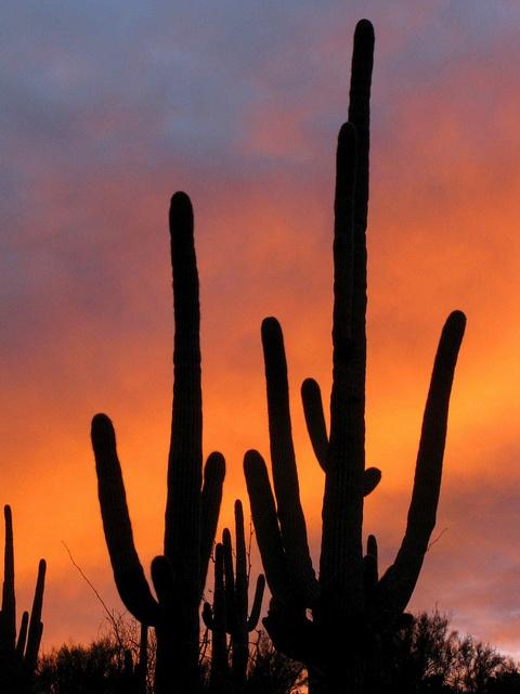 Arizona-cactus.jpg