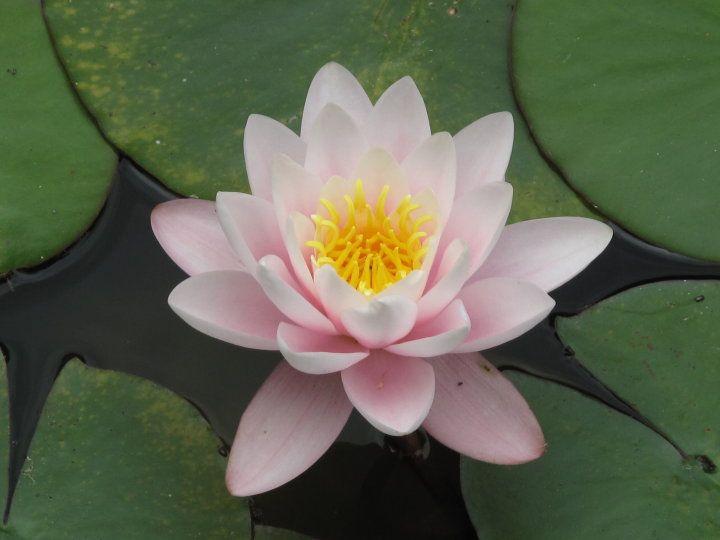 Bath-Water-Lily.jpg