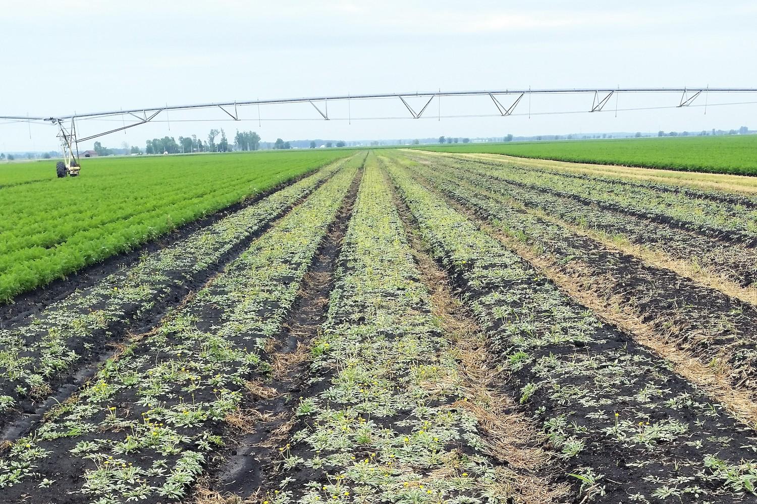 Bioeconomy - farm growing dandelions for rubber