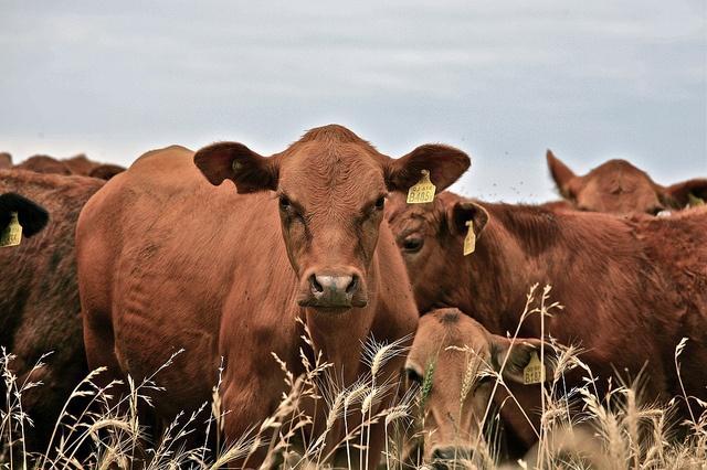Cargill-says-some-of-its-cows-will-no-longer-be-treated-with-antibiotics.jpg