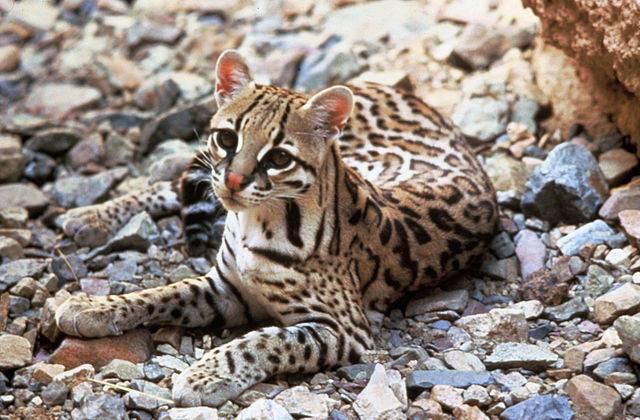 Center_for_Biological_Diversity_ocelot_FWS.jpg