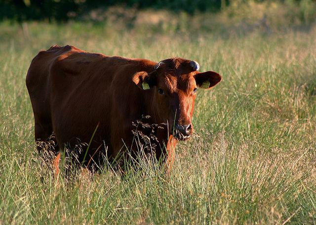 Danish-red-cattle.jpg