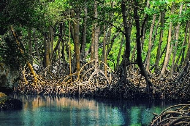 Why Sri Lanka's Historic Mangroves Move Matters