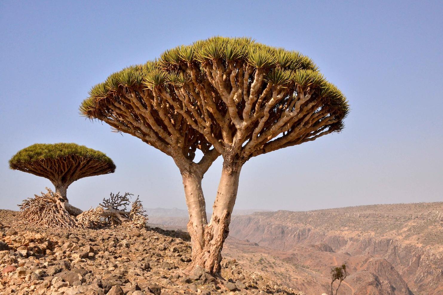 Dragons blood trees Yemen