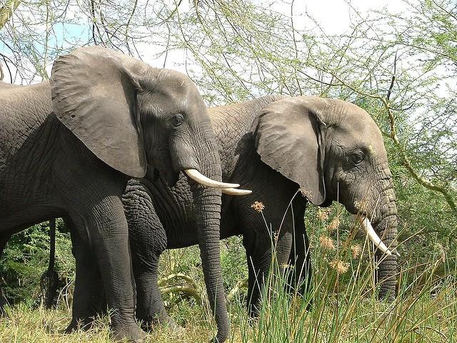 Elephants-in-Malawi-are-increasingly-under-attack-by-poachers.jpg