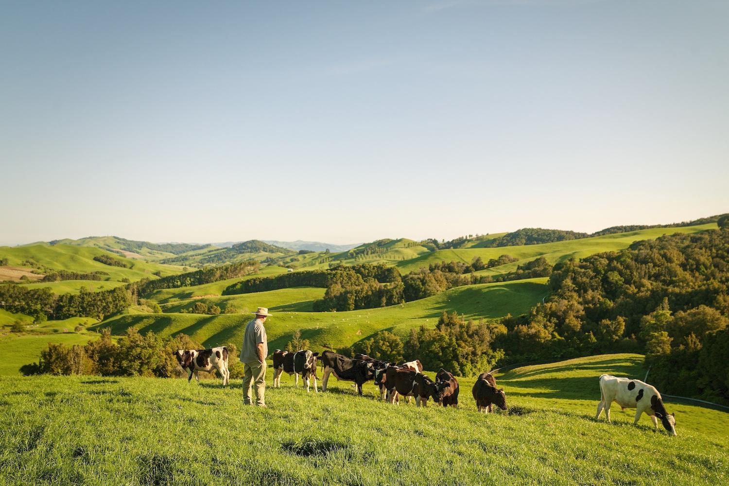 Farmer looks as cows graze in the pasture in New Zealand with green hills and blue sky in the background - animal welfare