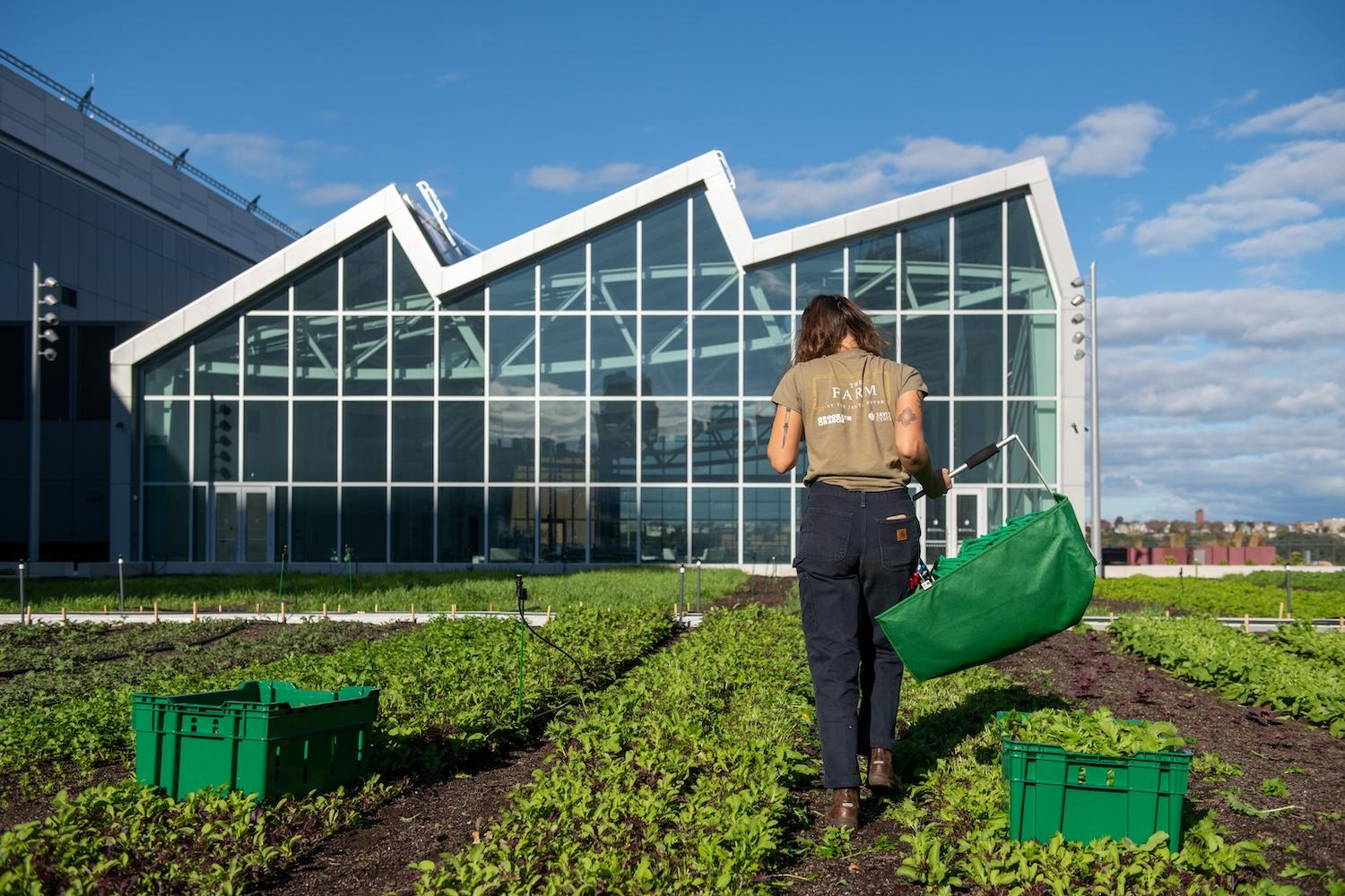 Javits Center rooftop farm