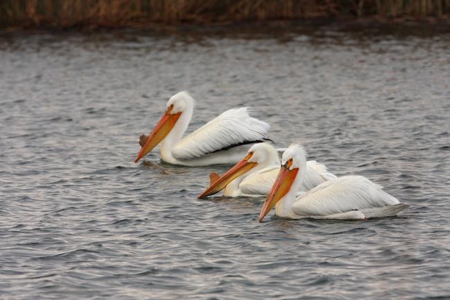 Malheur-National-Wildlife-Refuge-pelicans.jpg