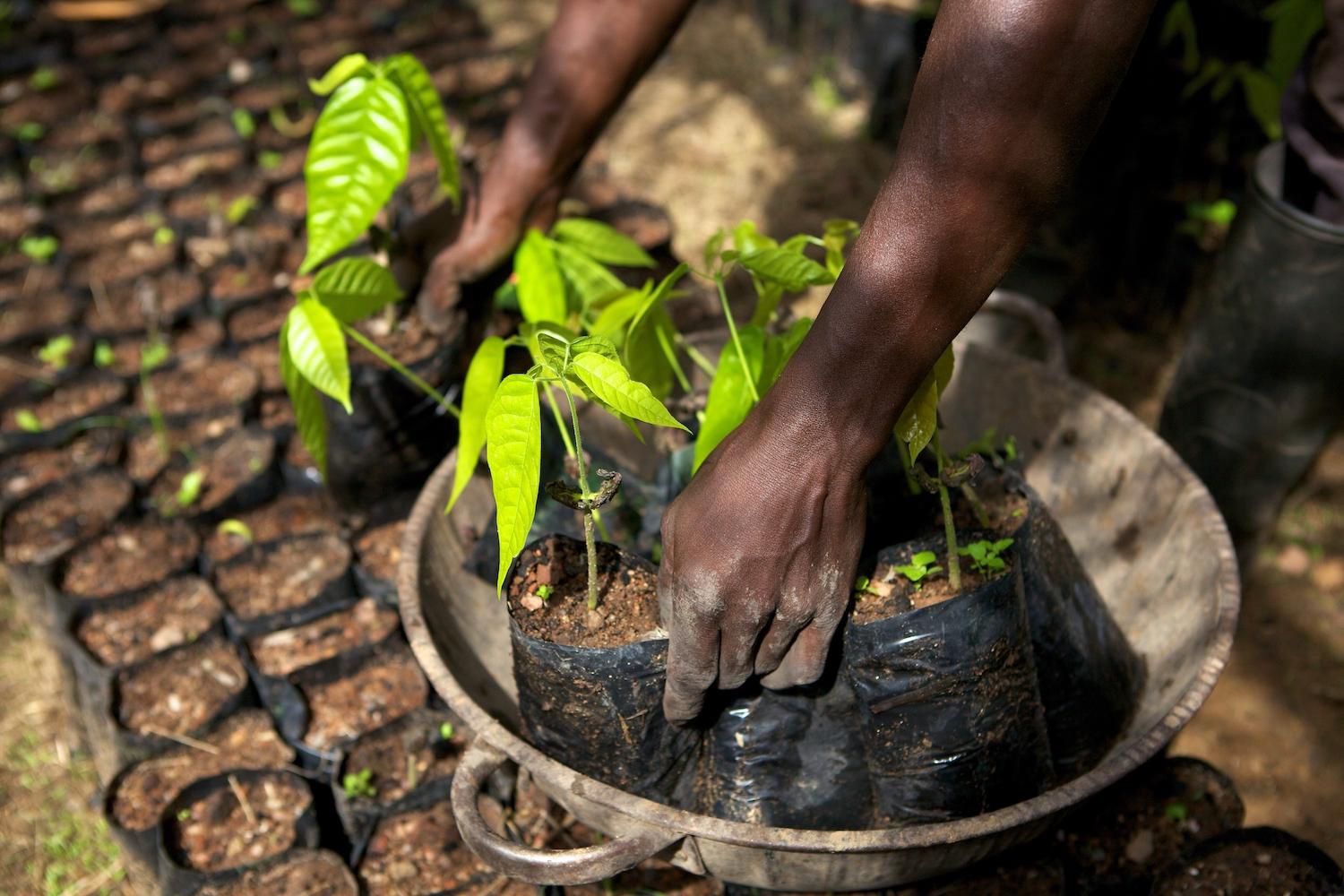Mondelez Net Zero Value Chain - Cocoa Farming