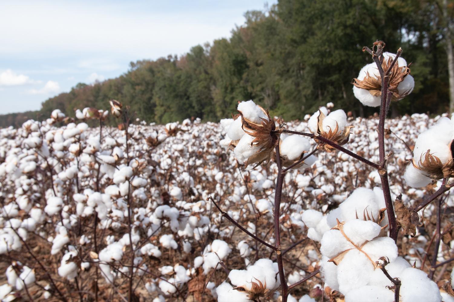 cotton farm