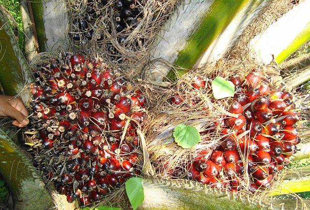 Palm-oil-fruit-close-to-harvest.jpg