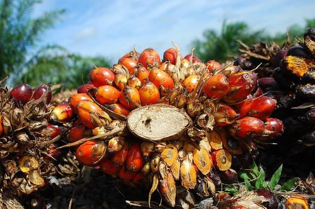 Palm-oil-fruit-harvested-in-Indonesia.jpg