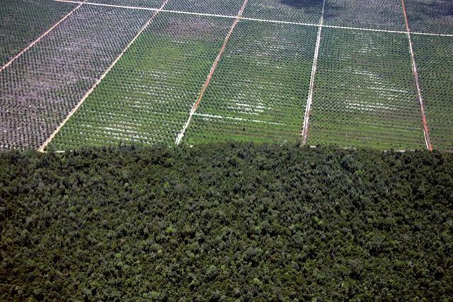 Palm-oil-has-been-linked-to-deforestation-as-pictured-here-worldwide.jpg