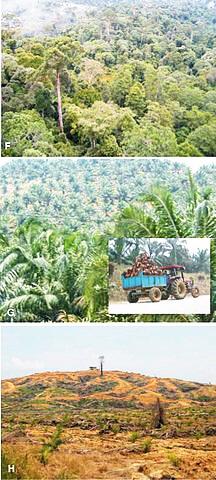 Palm_oil_forest_Sandra_Diaz3.jpg