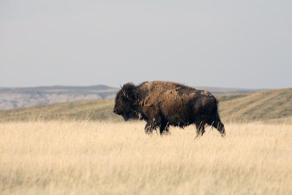 Patagonia_WildIdea_Bison_Photo_Credit-JonLevitt1.jpg