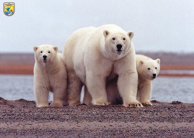 Polar-bears.jpg