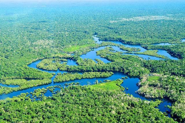 Rainforest-in-Brazils-Amazonas-state.jpg