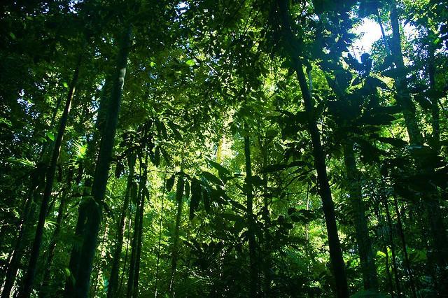 Rainforest1.jpg