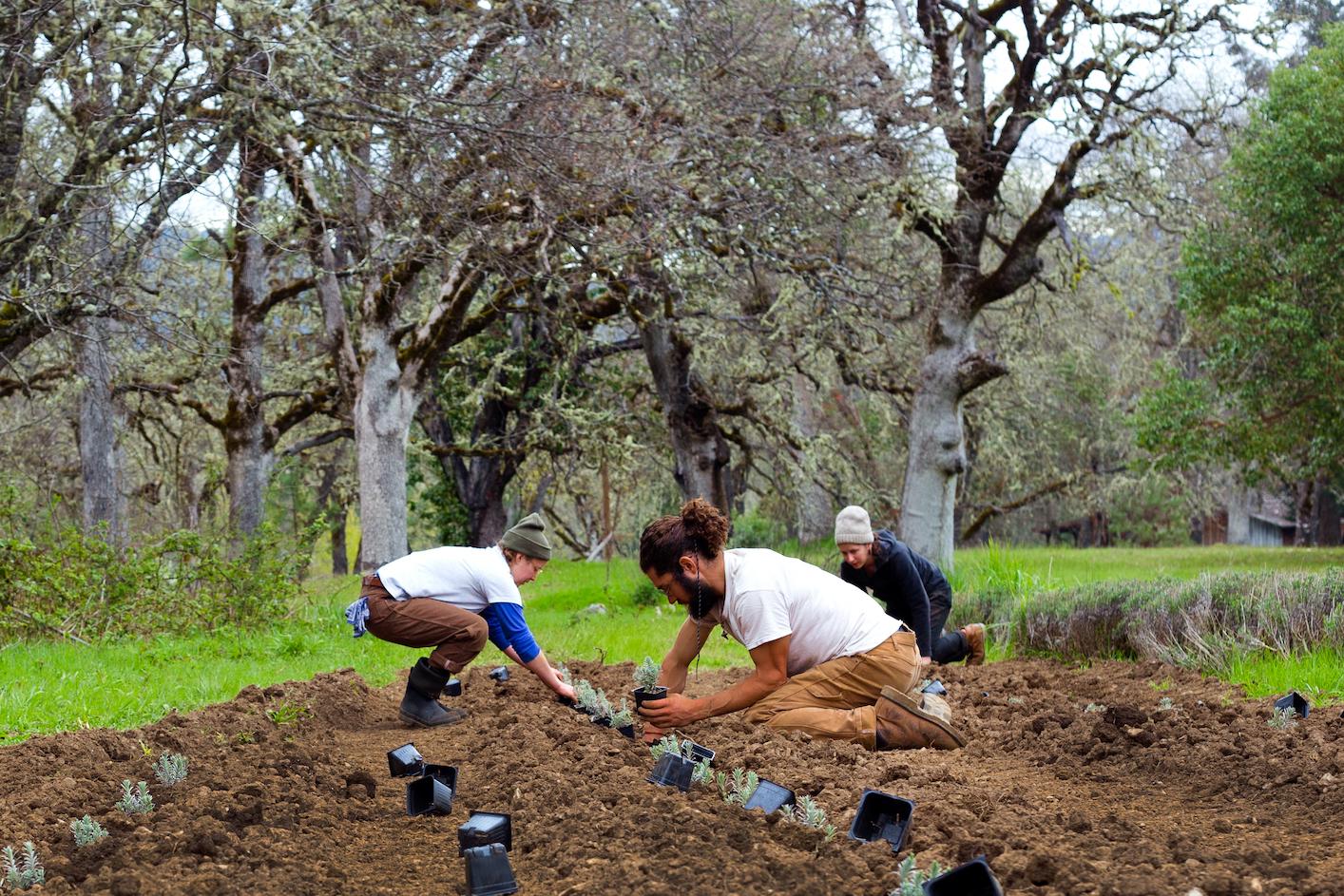 People planting herbs on a farm. 