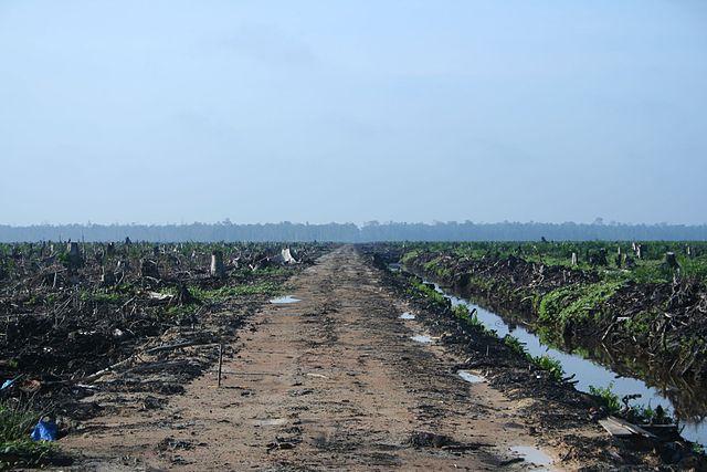 Riau_palm_oil_2007.jpg