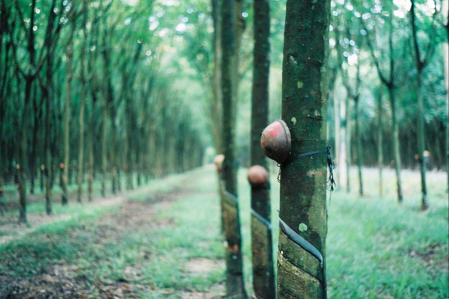 rubber farm