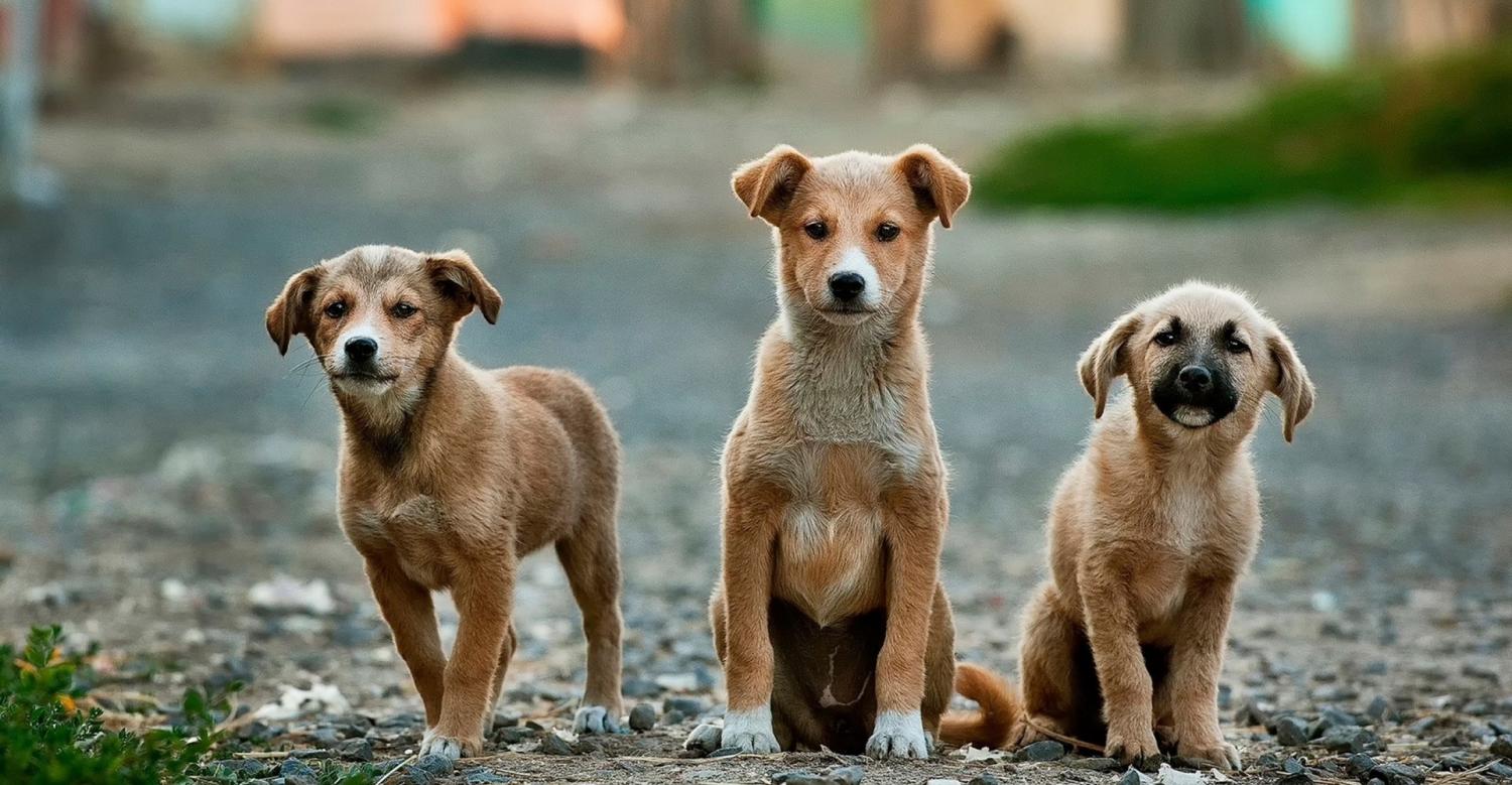 TriplePundit-Sustainable-Ways-to-Own-a-Pet.jpg