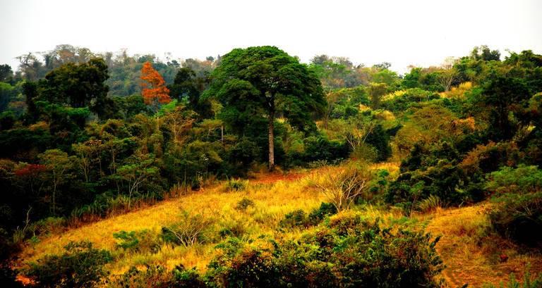 WRI_Mococa_Brazil_reforestation.jpg
