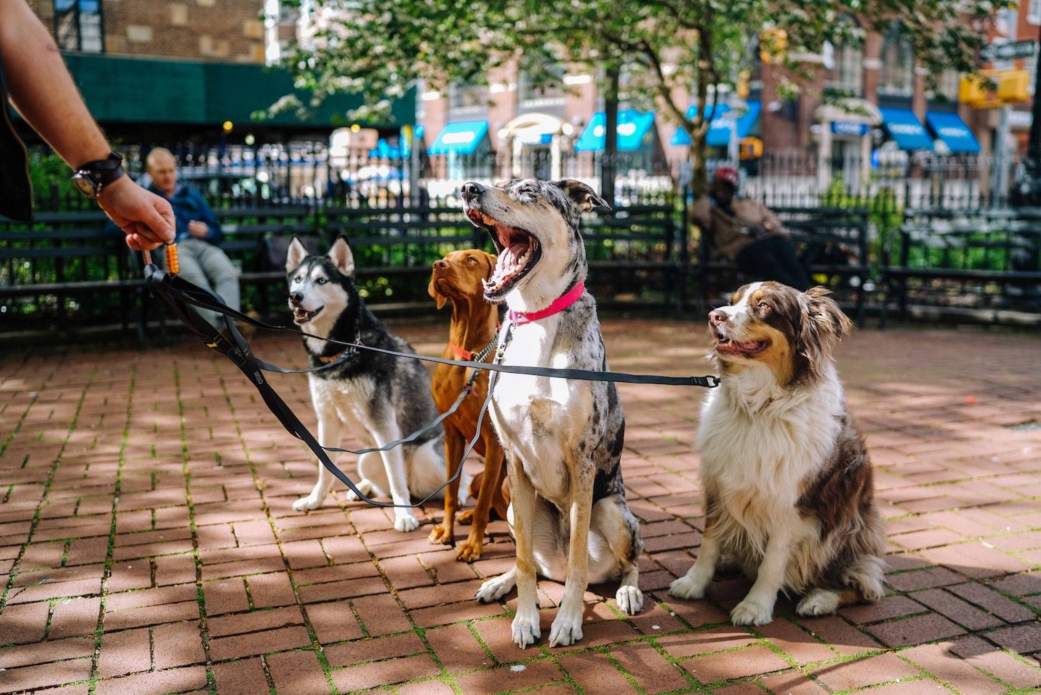 Walking four dogs in New York