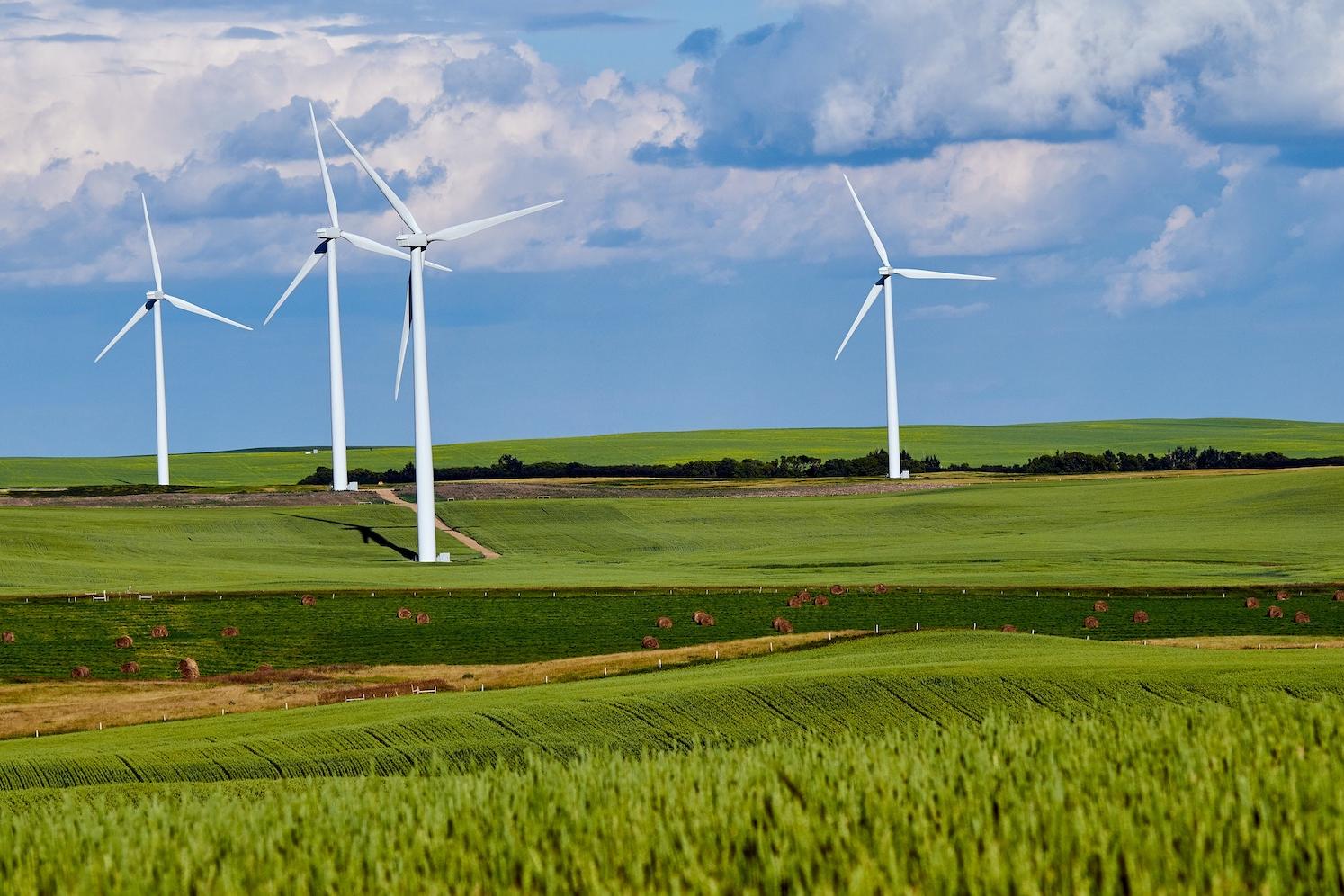 Wind turbines in a field. 