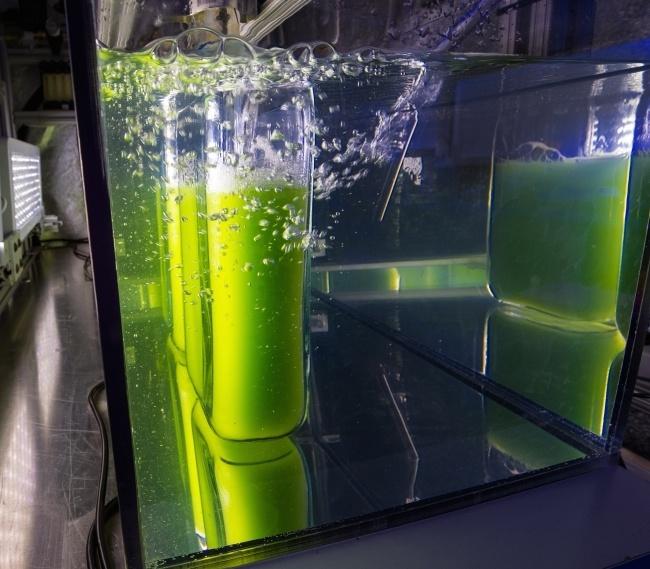 algae-biofuel-US-DOE.jpg