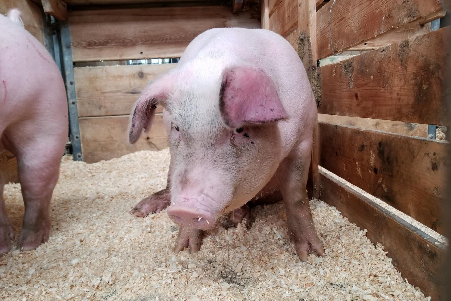Report: Food Brands Are Failing on Animal Welfare Report: Food Brands Are Failing on Animal Welfare