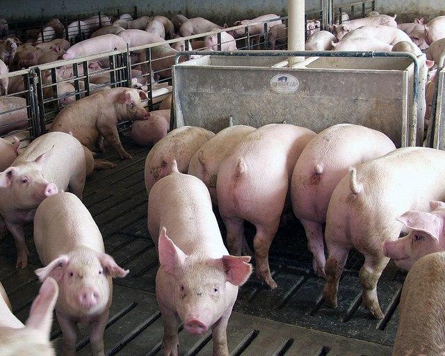 FDA: Antibiotic Use in Farm Animals Is Still Increasing
