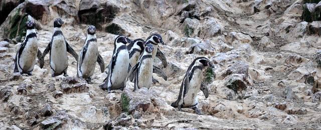 biodiversity_conservation_Humboldt_penguin_Richard.jpg