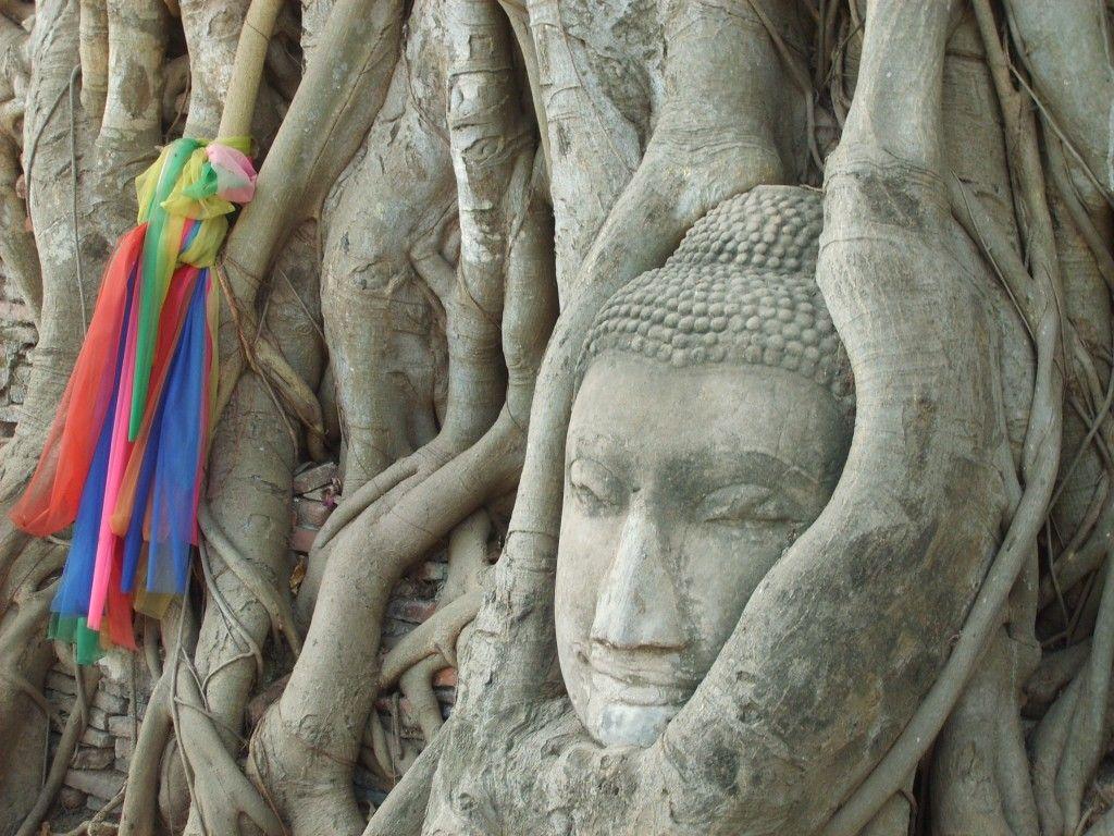 buddha-tree-thailand.jpg