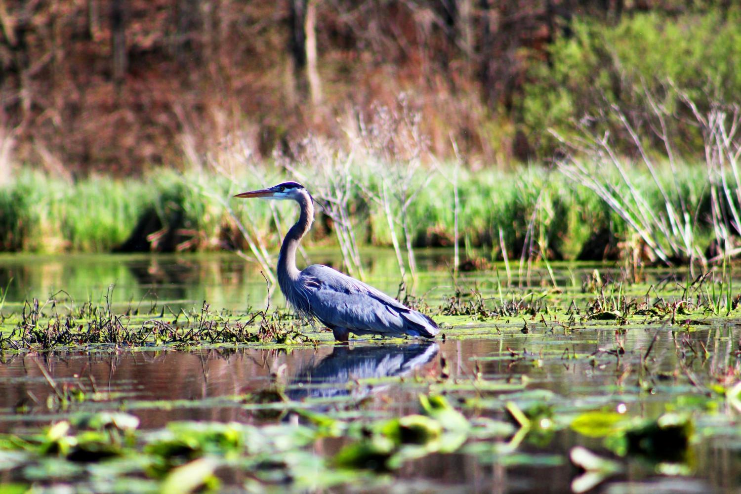 Coastal wetlands