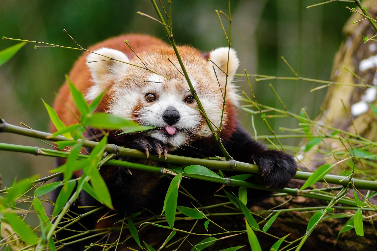 endangered red panda in bamboo forest - biodiversity - biodiversity disclosures