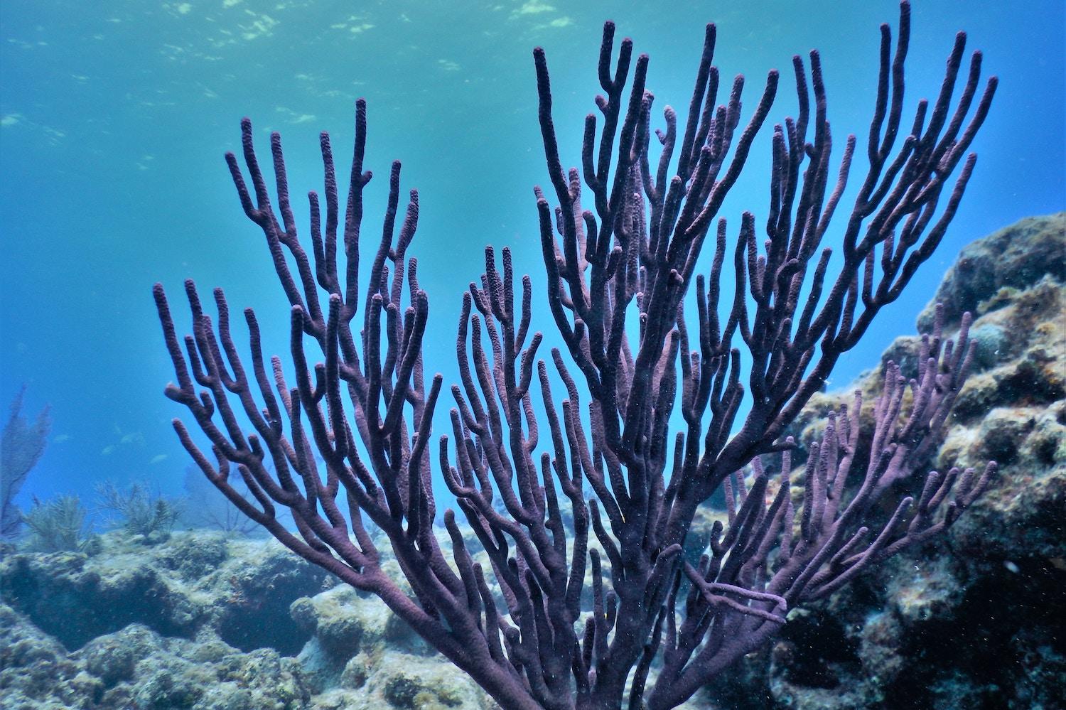 Purple coral growing underwater in the Florida Keys.