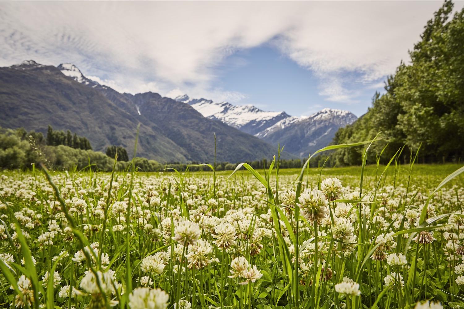 field with flowers and mountains in the background - new zealand