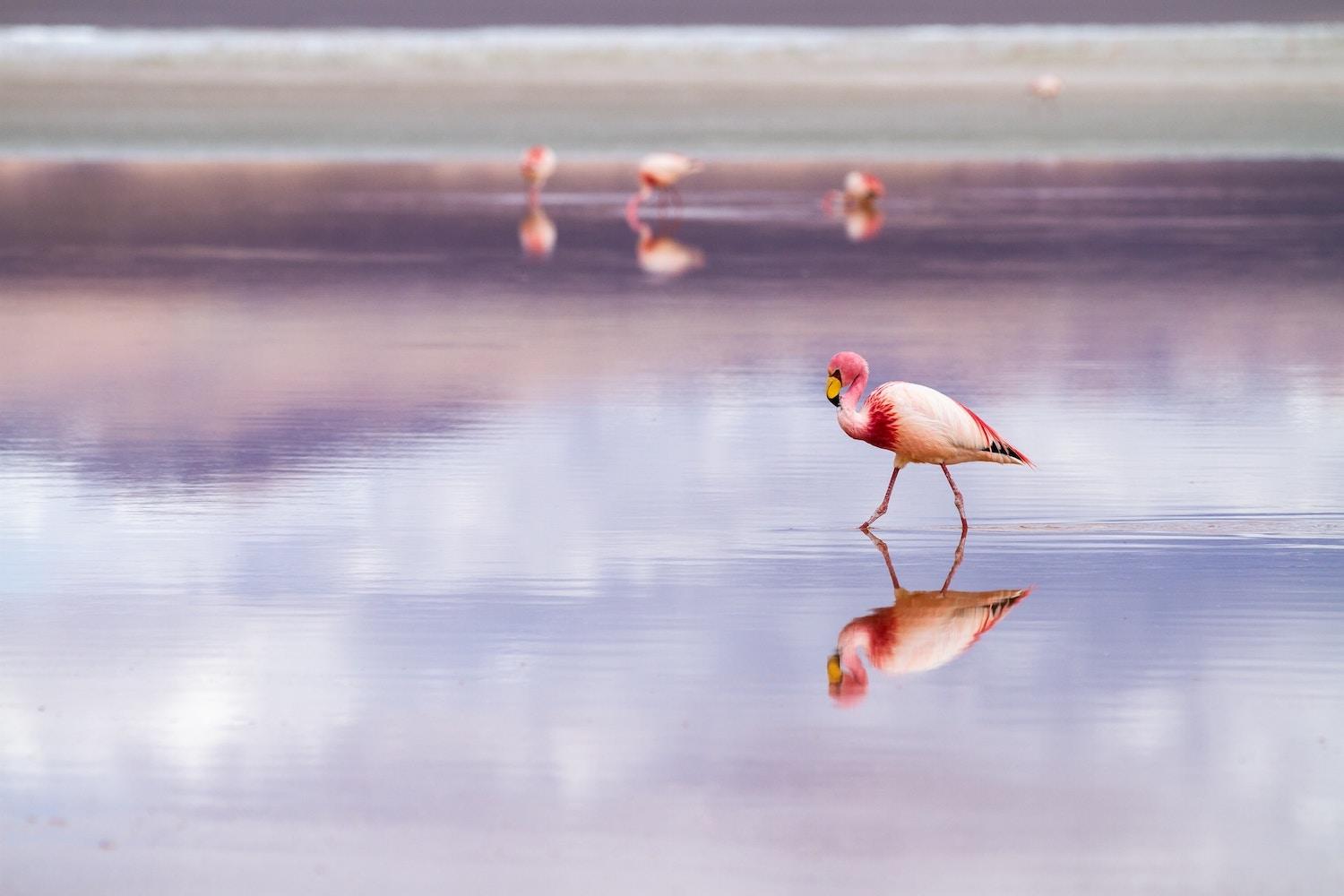 flamingo walking across the water - bolivian salt flats