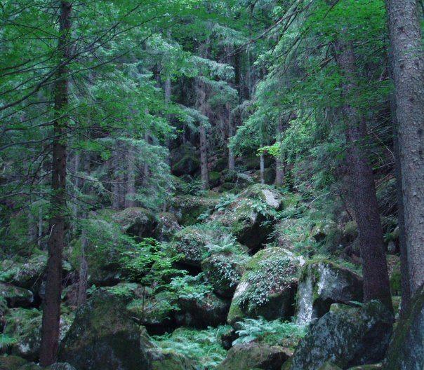 foreste-di-sassi-italy.jpg