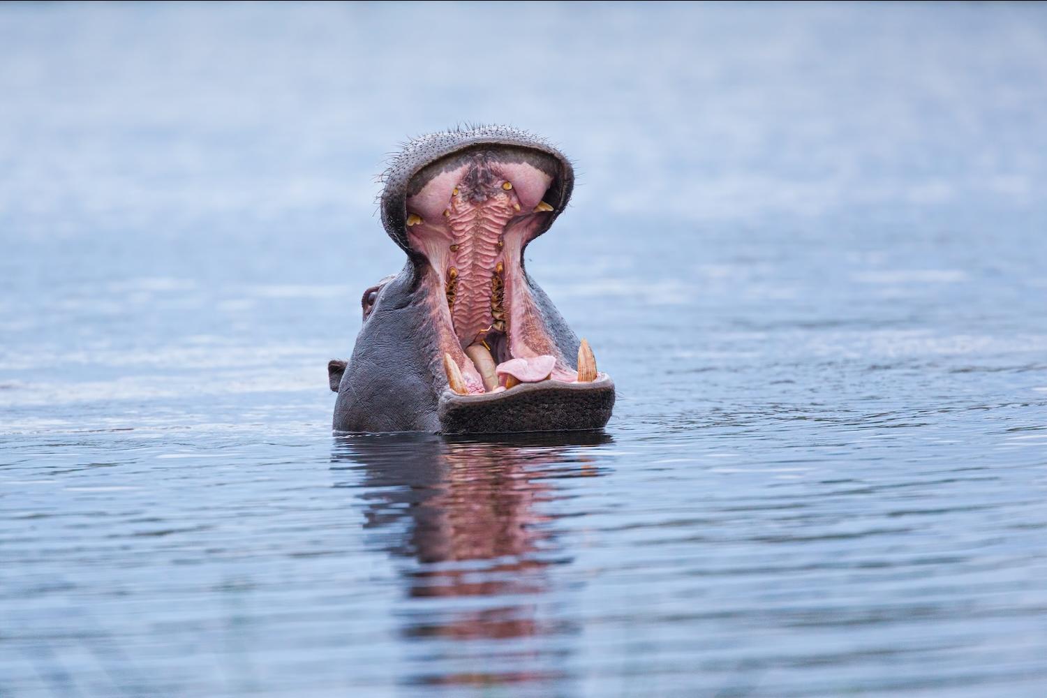 hippo with its mouth open in the water - freshwater mammals are under threat